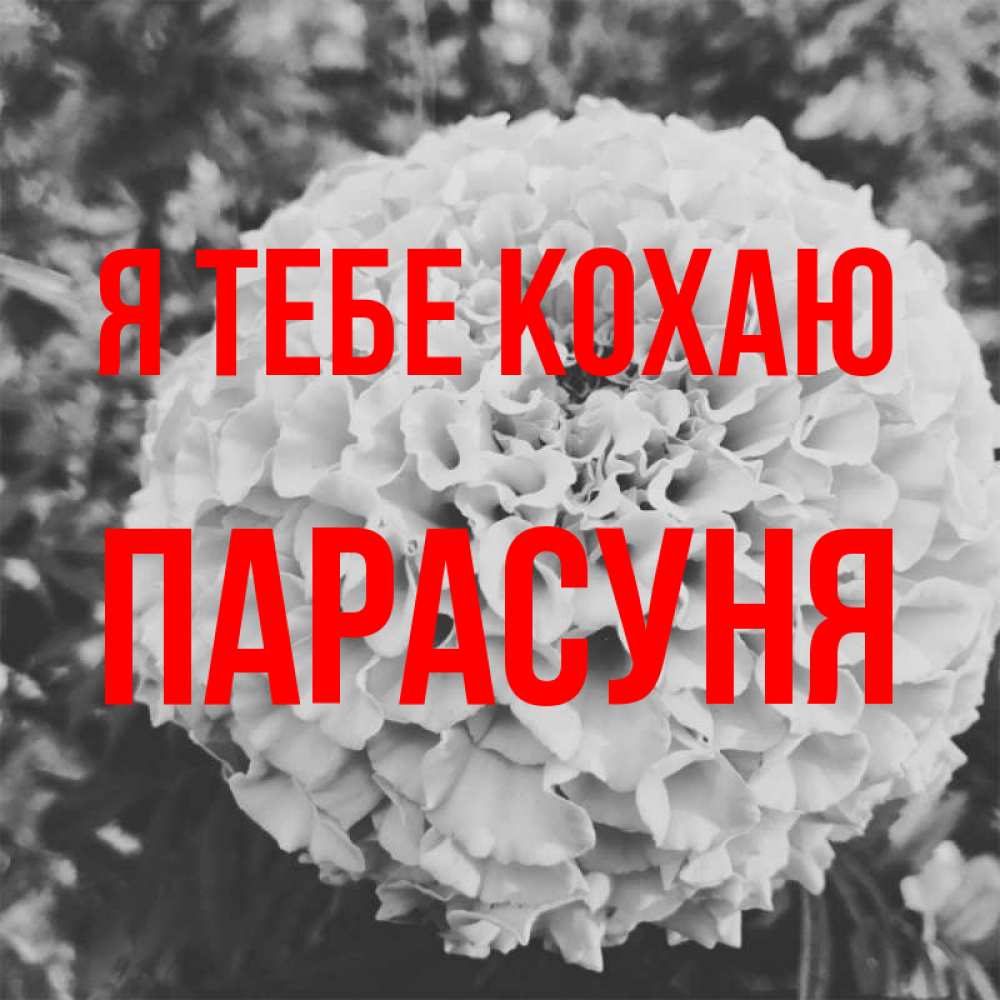 Открытка на каждый день з підписом, Парасуня Я тебе кохаю подпись Прикольна листівка з побажанням онлайн скачати безкоштовно 