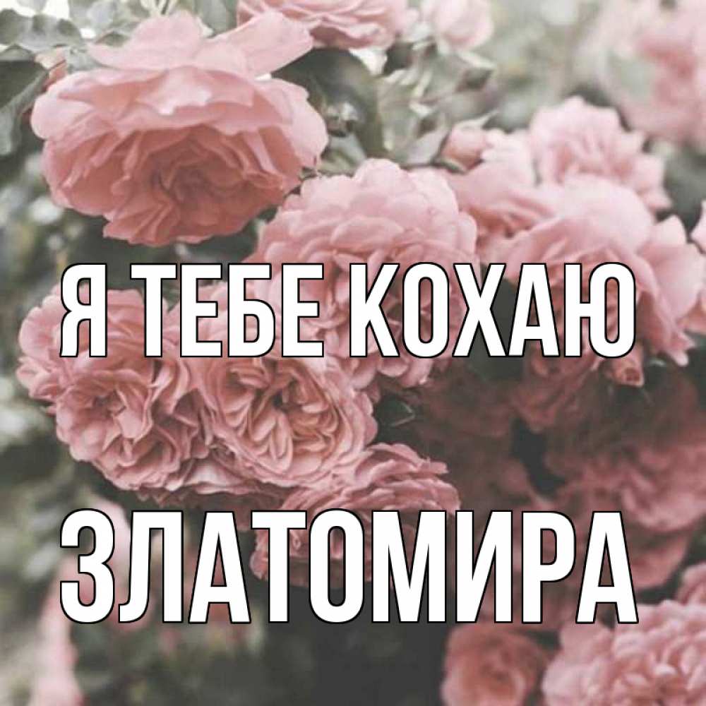Открытка на каждый день з підписом, Златомира Я тебе кохаю розы 3 Прикольна листівка з побажанням онлайн скачати безкоштовно 