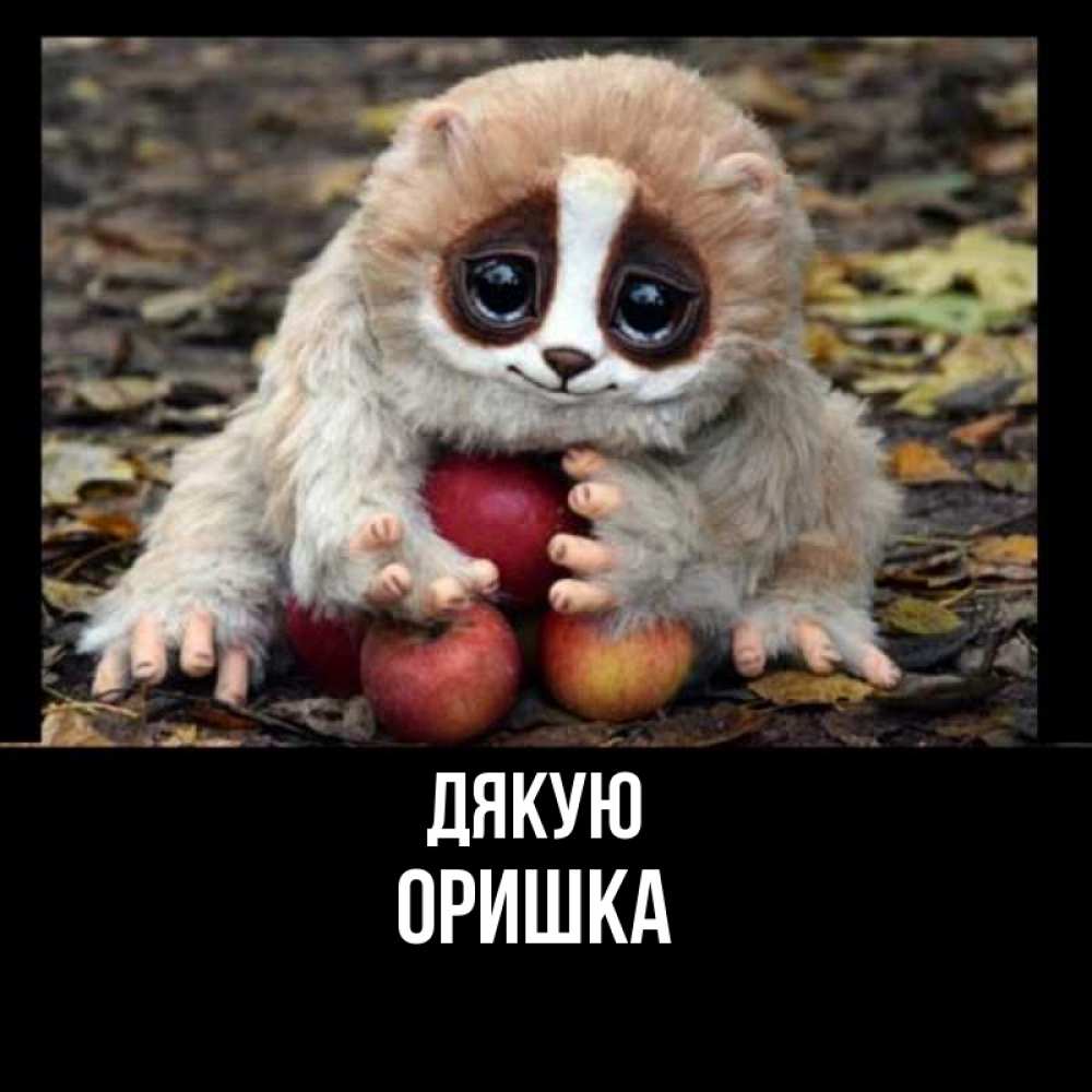 Открытка на каждый день з підписом, Оришка Дякую прикольное животное Прикольна листівка з побажанням онлайн скачати безкоштовно 