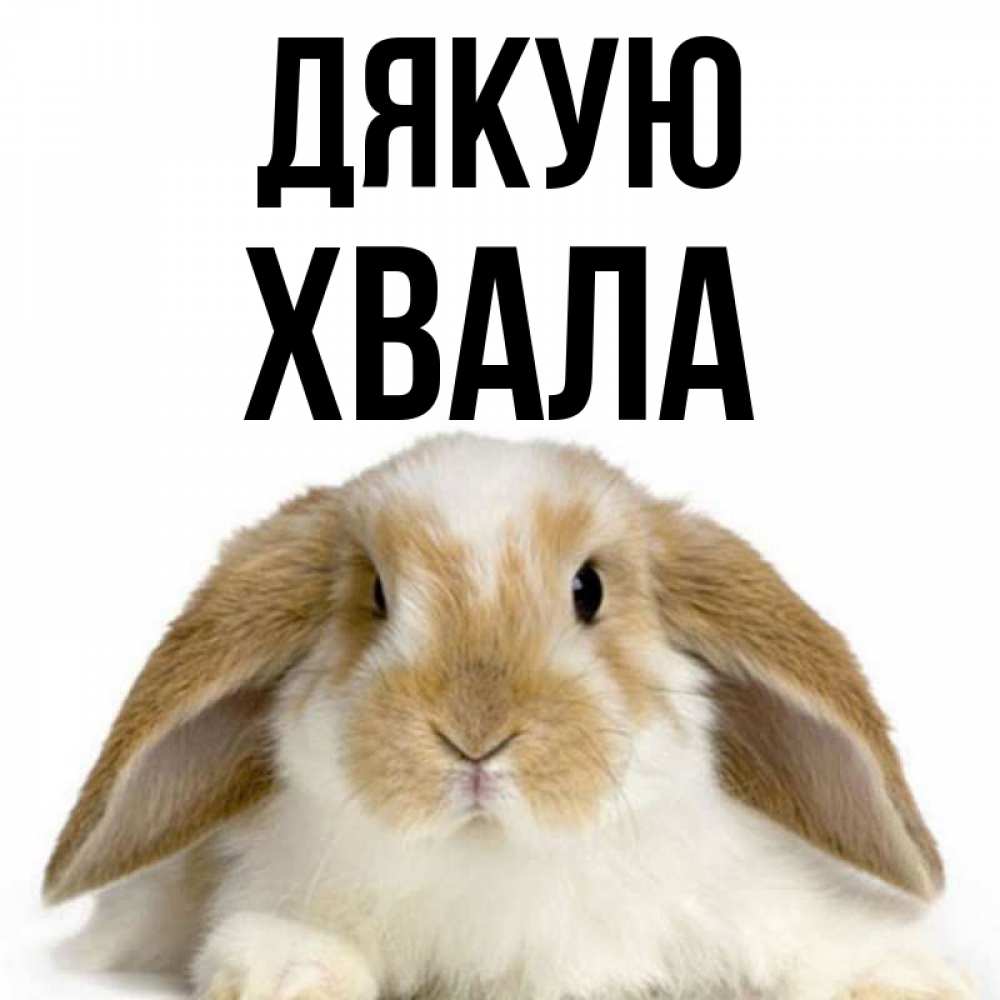 Открытка на каждый день з підписом, Хвала Дякую коричнево белый заяц Прикольна листівка з побажанням онлайн скачати безкоштовно 