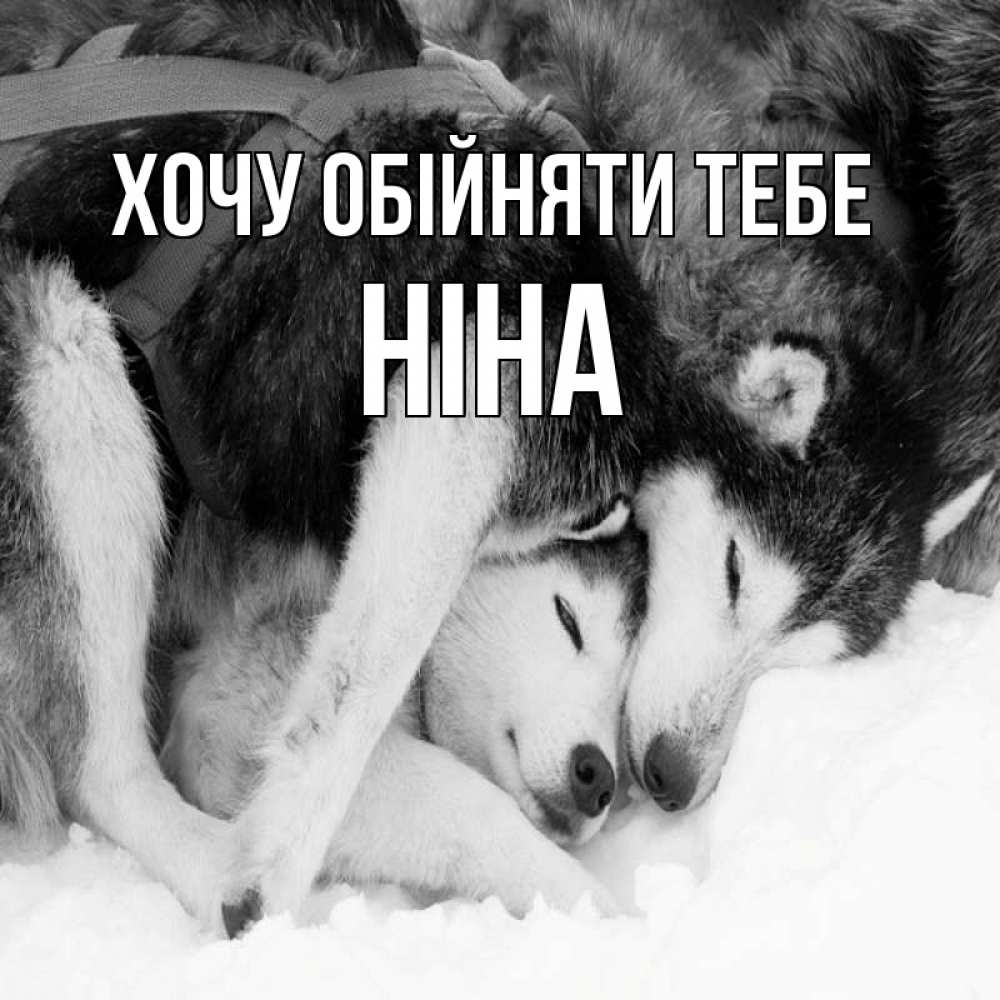Открытка на каждый день з підписом, Ніна Хочу обійняти тебе собачки в упряжке Прикольна листівка з побажанням онлайн скачати безкоштовно 