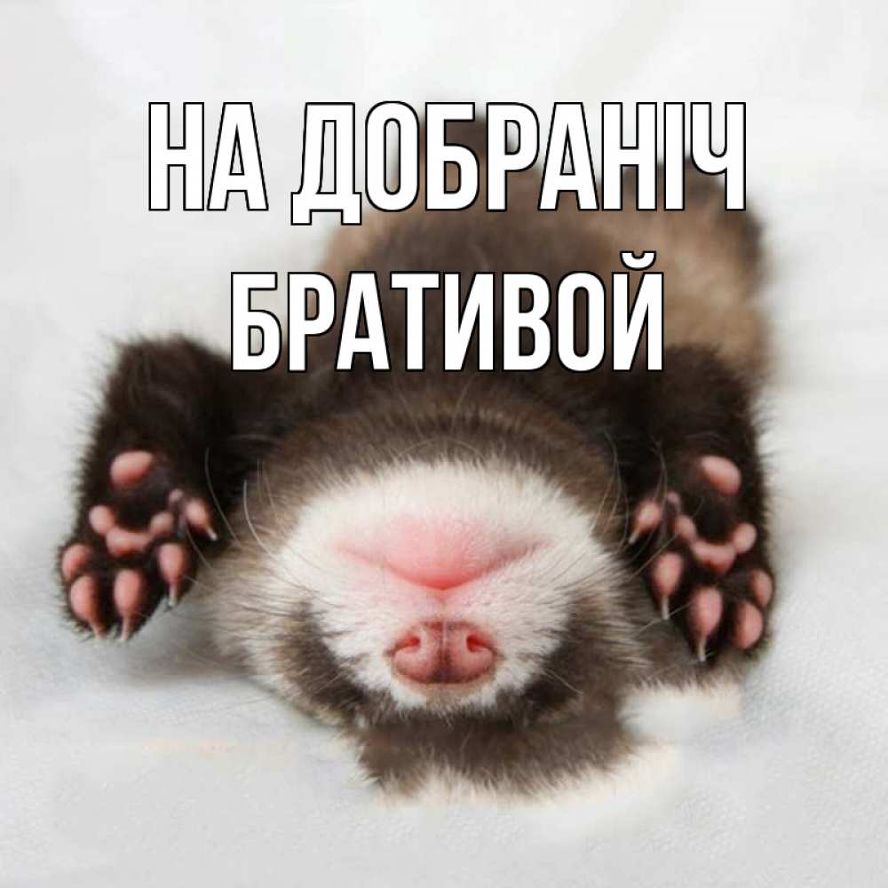 Открытка на каждый день з підписом, Бративой На добраніч зверек Прикольна листівка з побажанням онлайн скачати безкоштовно 