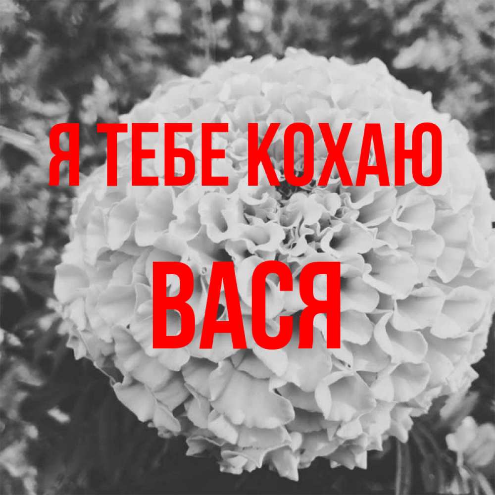 Открытка на каждый день з підписом, Вася Я тебе кохаю подпись Прикольна листівка з побажанням онлайн скачати безкоштовно 
