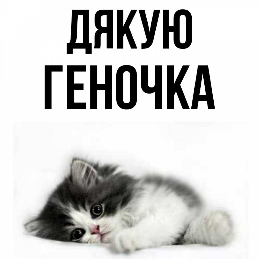 Открытка на каждый день з підписом, Геночка Дякую черный и белый кот Прикольна листівка з побажанням онлайн скачати безкоштовно 