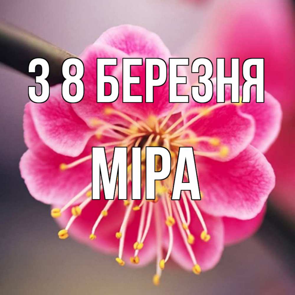 Открытка на каждый день з підписом, Міра З 8 БЕРЕЗНЯ цветы Прикольна листівка з побажанням онлайн скачати безкоштовно 