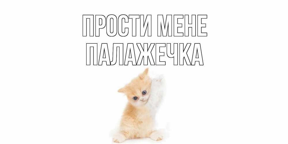 Открытка на каждый день з підписом, Палажечка Прости мене кот Прикольна листівка з побажанням онлайн скачати безкоштовно 