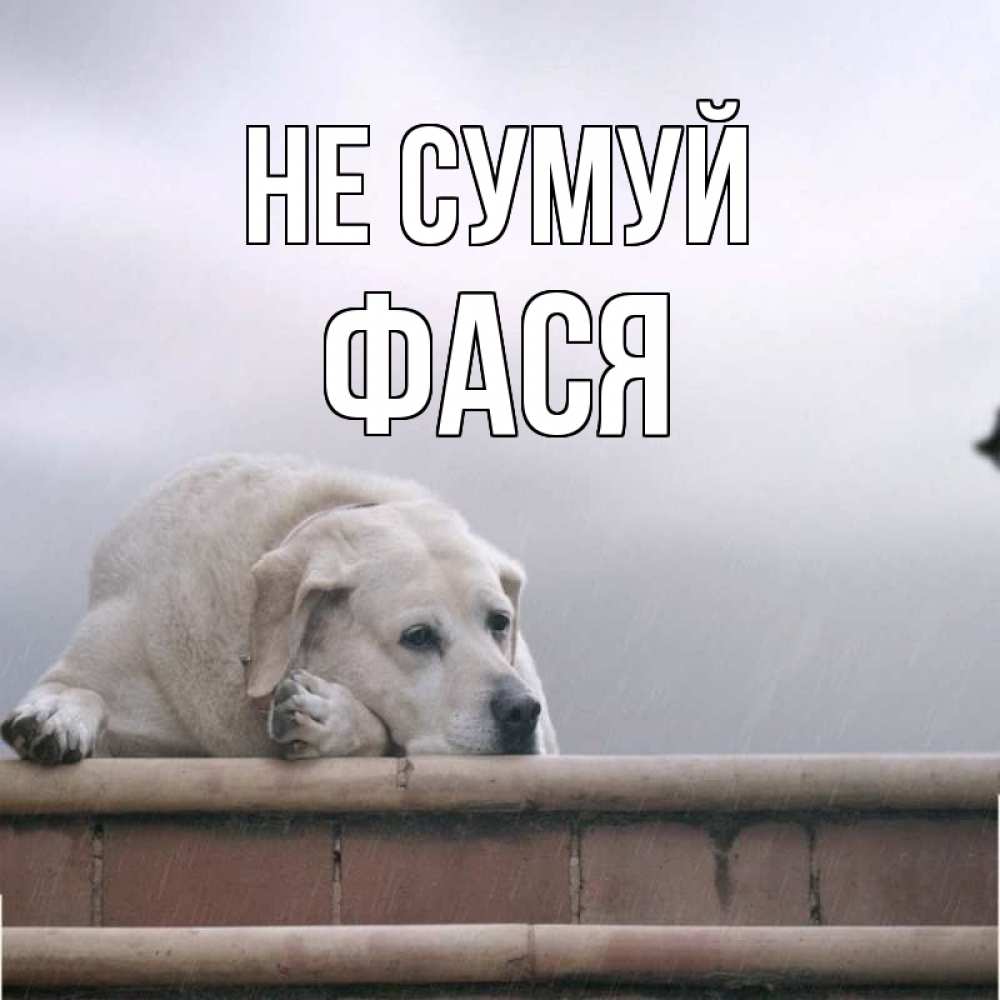 Открытка на каждый день з підписом, Фася Не сумуй белый пес 1 Прикольна листівка з побажанням онлайн скачати безкоштовно 