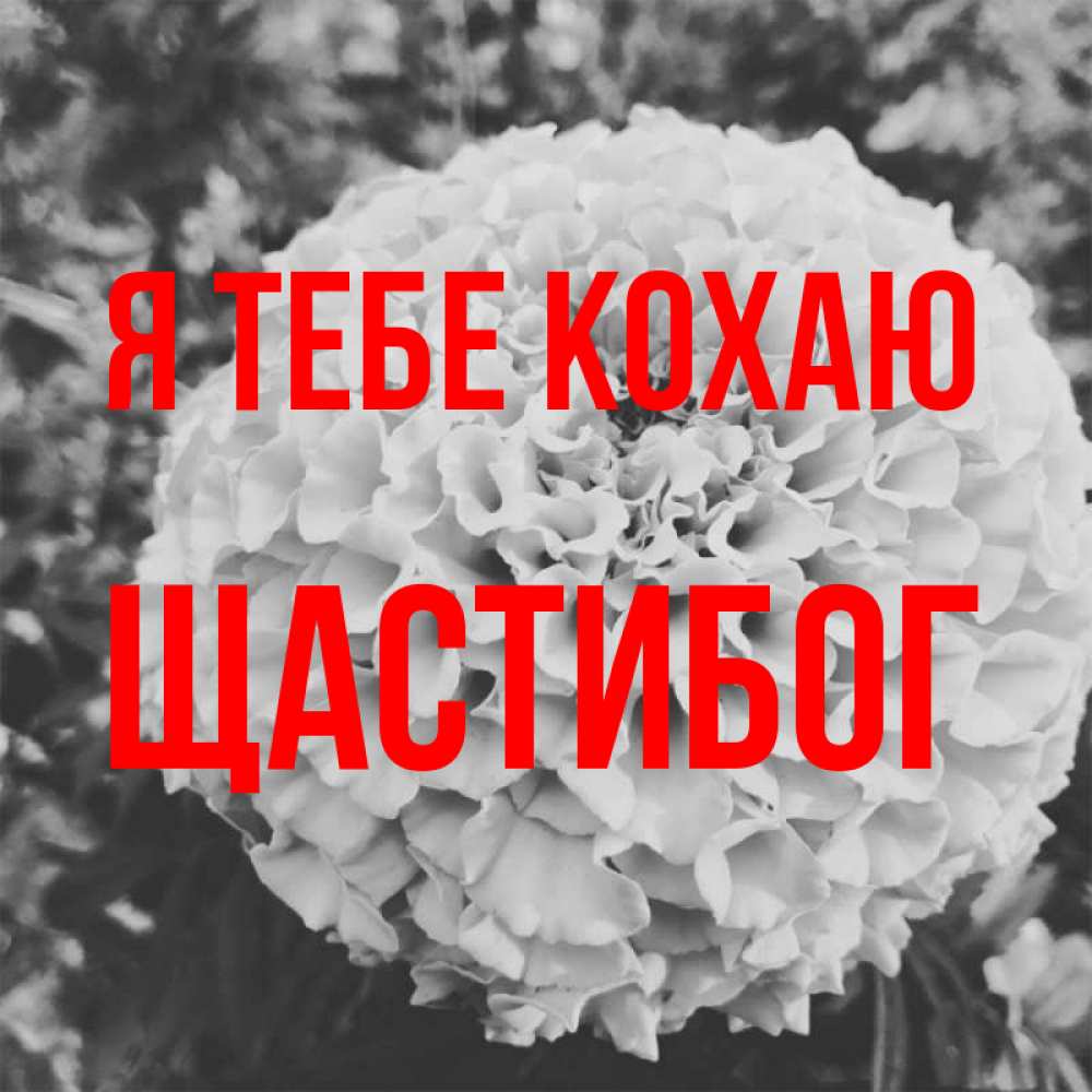 Открытка на каждый день з підписом, Щастибог Я тебе кохаю подпись Прикольна листівка з побажанням онлайн скачати безкоштовно 