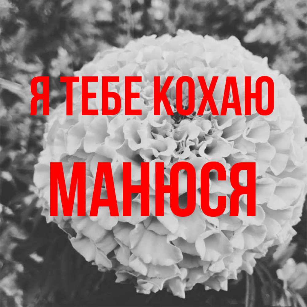 Открытка на каждый день з підписом, Манюся Я тебе кохаю подпись Прикольна листівка з побажанням онлайн скачати безкоштовно 