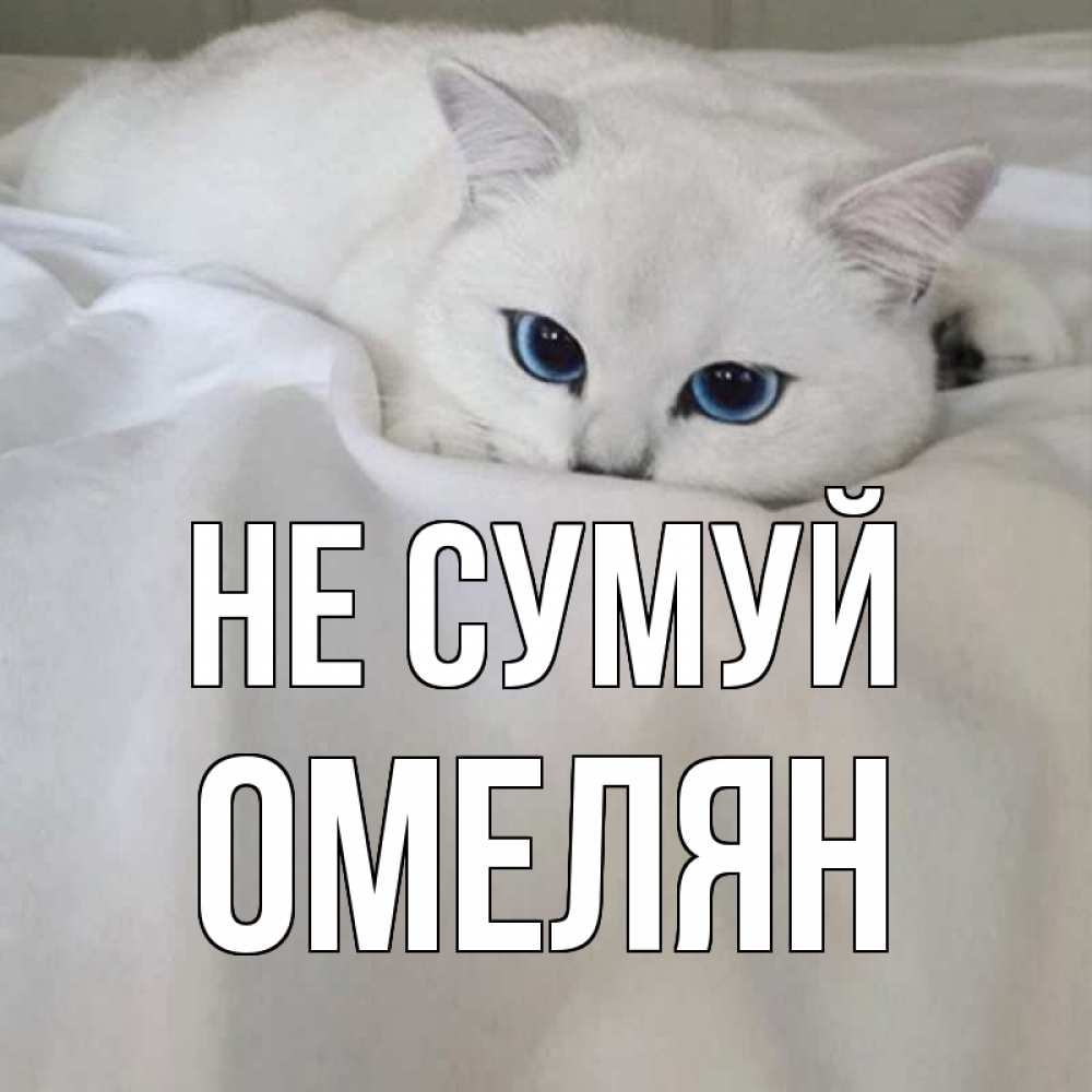 Открытка на каждый день з підписом, Омелян Не сумуй белый кот с голубыми глазами на белоснежной кровати Прикольна листівка з побажанням онлайн скачати безкоштовно 