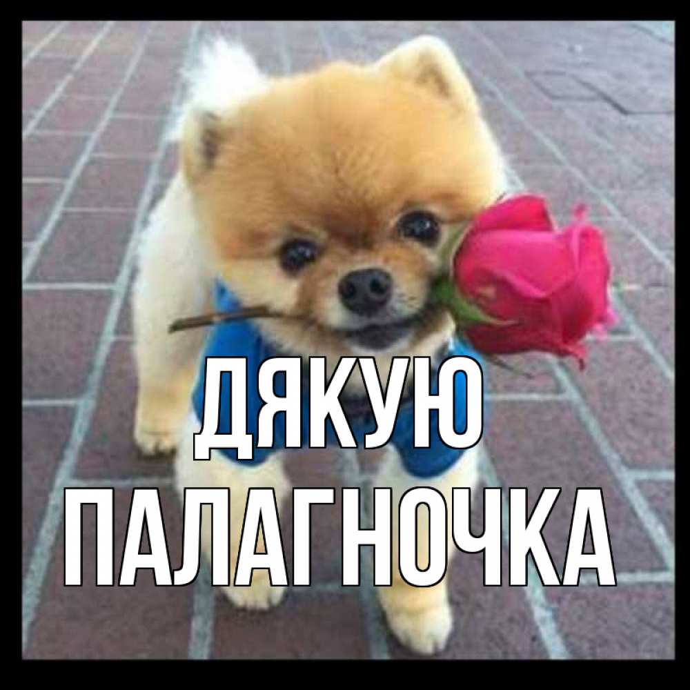 Открытка на каждый день з підписом, Палагночка Дякую спасибо и дарю тебе цветок Прикольна листівка з побажанням онлайн скачати безкоштовно 
