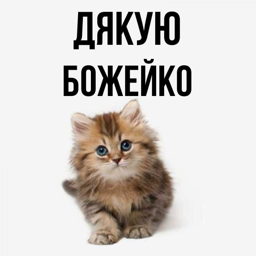 Открытка на каждый день з підписом, Божейко Дякую пушистый котик Прикольна листівка з побажанням онлайн скачати безкоштовно 
