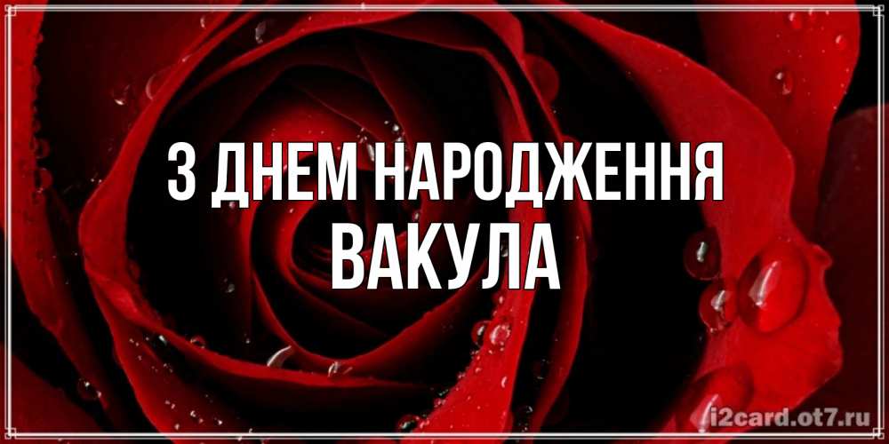 Открытка на каждый день з підписом, Вакула З Днем народження крупная бордовая роза Прикольна листівка з побажанням онлайн скачати безкоштовно 