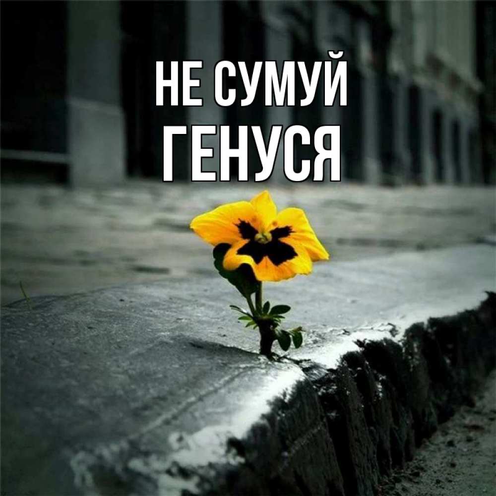 Открытка на каждый день з підписом, Генуся Не сумуй не сдавайся Прикольна листівка з побажанням онлайн скачати безкоштовно 