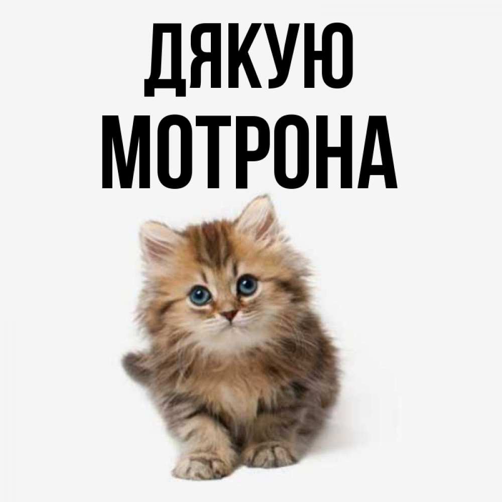 Открытка на каждый день з підписом, Мотрона Дякую пушистый котик Прикольна листівка з побажанням онлайн скачати безкоштовно 