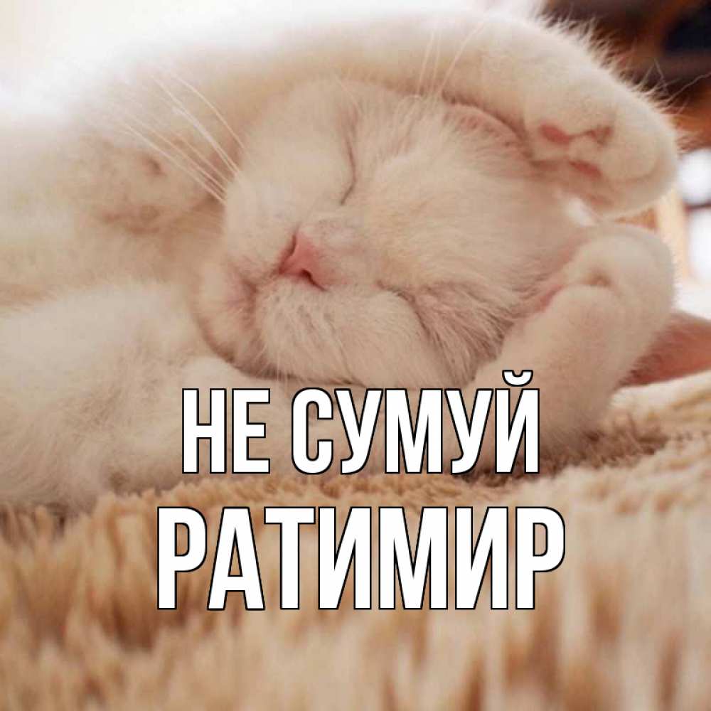 Открытка на каждый день з підписом, Ратимир Не сумуй белый кот Прикольна листівка з побажанням онлайн скачати безкоштовно 