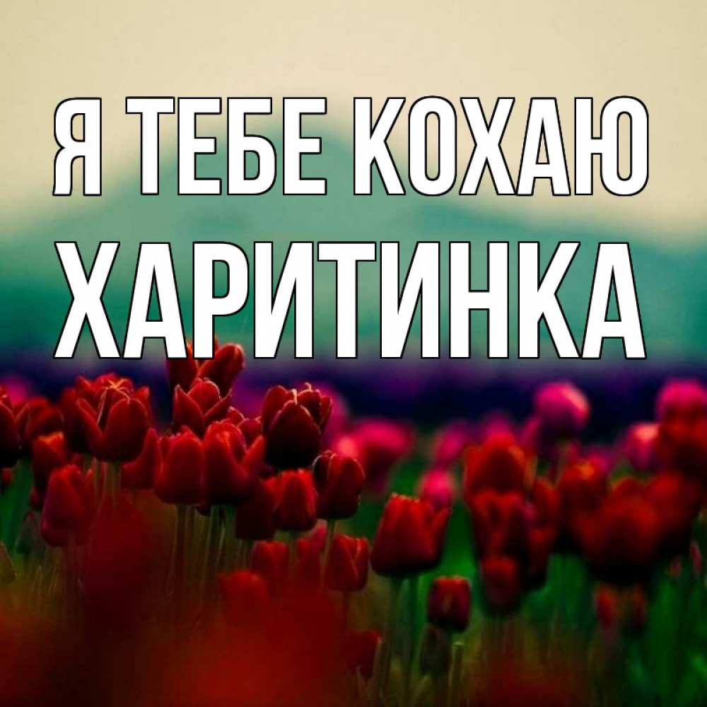 Открытка на каждый день з підписом, Харитинка Я тебе кохаю тюльпаны 4 Прикольна листівка з побажанням онлайн скачати безкоштовно 
