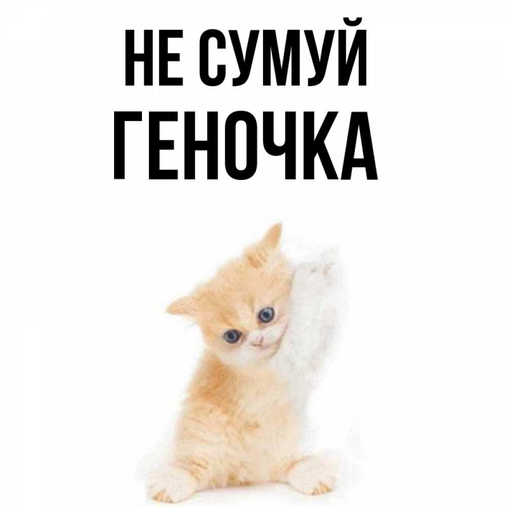 Открытка на каждый день з підписом, Геночка Не сумуй просящий кот Прикольна листівка з побажанням онлайн скачати безкоштовно 