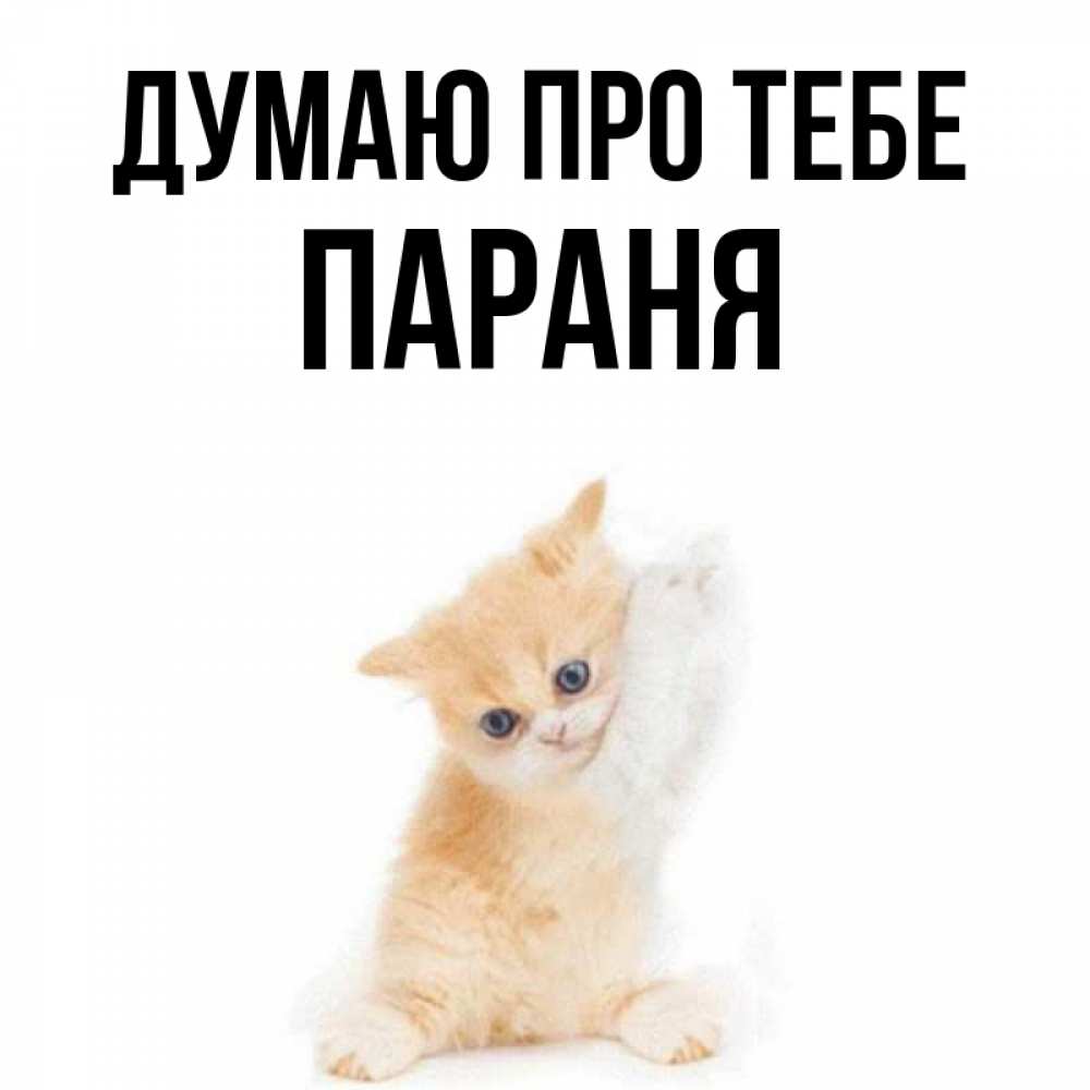 Открытка на каждый день з підписом, Параня Думаю про тебе зверушки и милота Прикольна листівка з побажанням онлайн скачати безкоштовно 