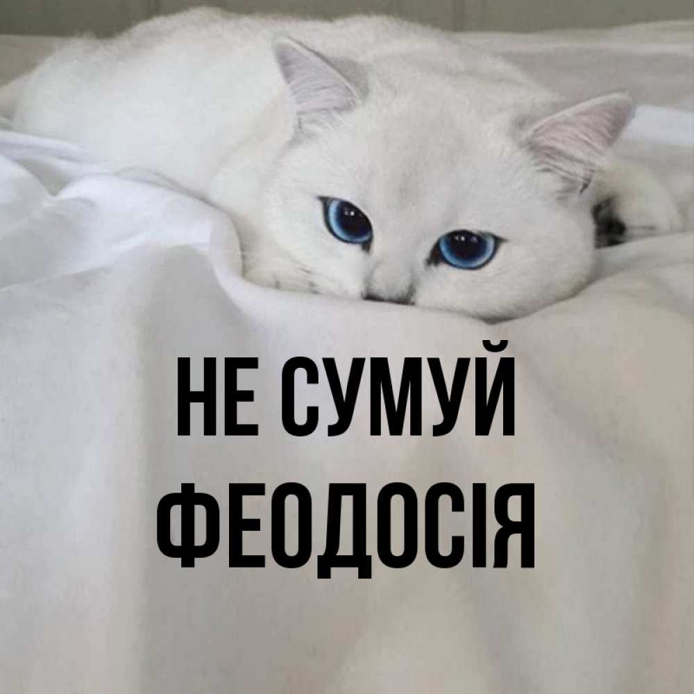Открытка на каждый день з підписом, Феодосія Не сумуй Голубоглазая кошка Прикольна листівка з побажанням онлайн скачати безкоштовно 