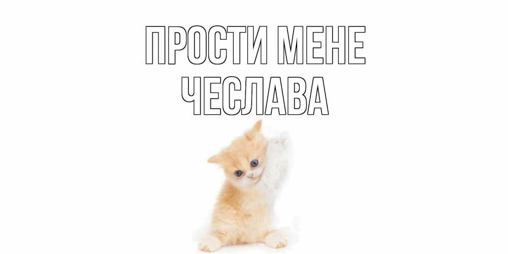 Открытка на каждый день з підписом, Чеслава Прости мене кот Прикольна листівка з побажанням онлайн скачати безкоштовно 