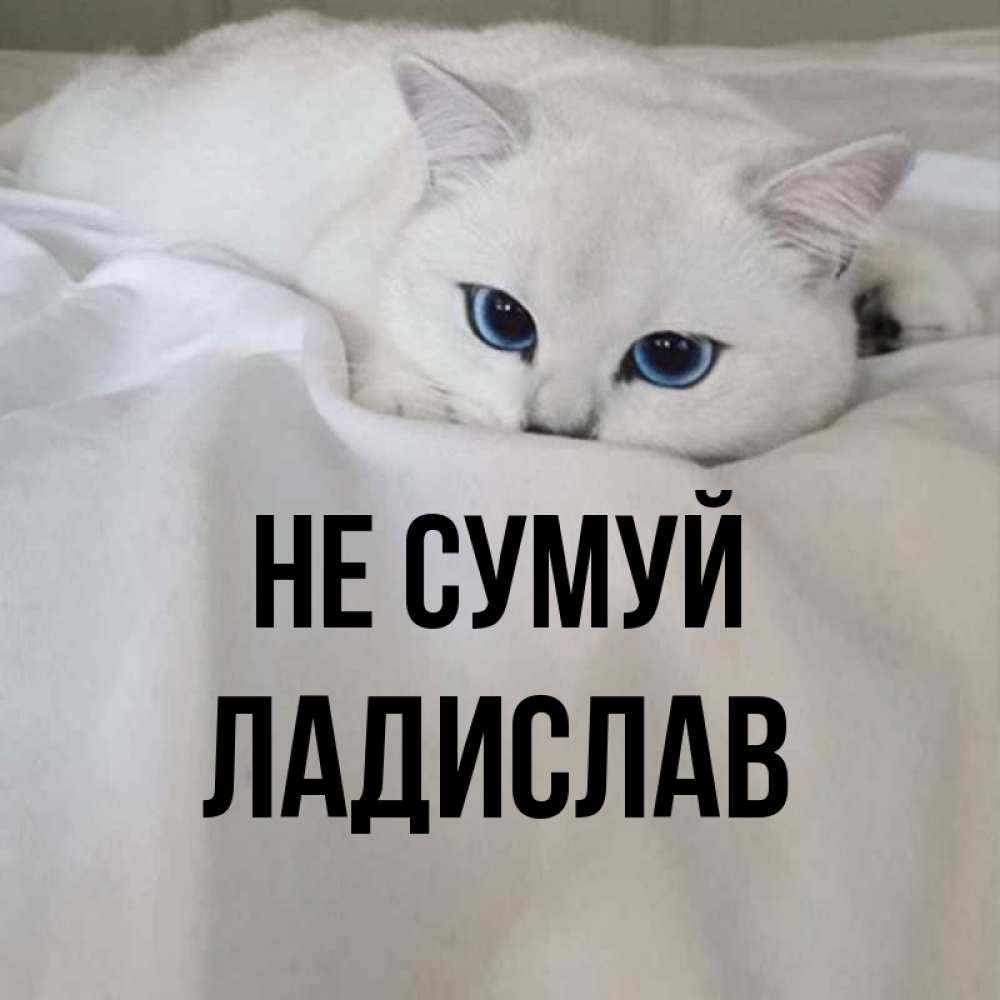 Открытка на каждый день з підписом, Ладислав Не сумуй Голубоглазая кошка Прикольна листівка з побажанням онлайн скачати безкоштовно 
