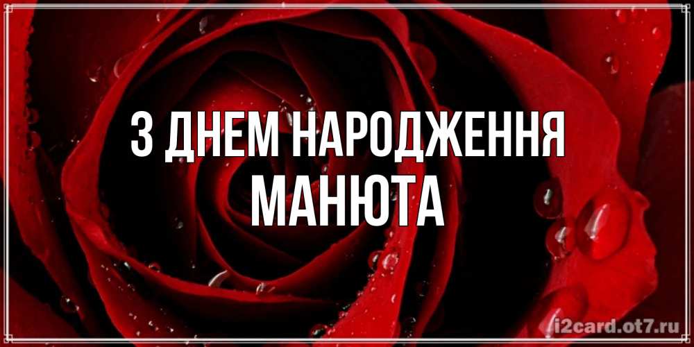 Открытка на каждый день з підписом, Манюта З Днем народження крупная бордовая роза Прикольна листівка з побажанням онлайн скачати безкоштовно 