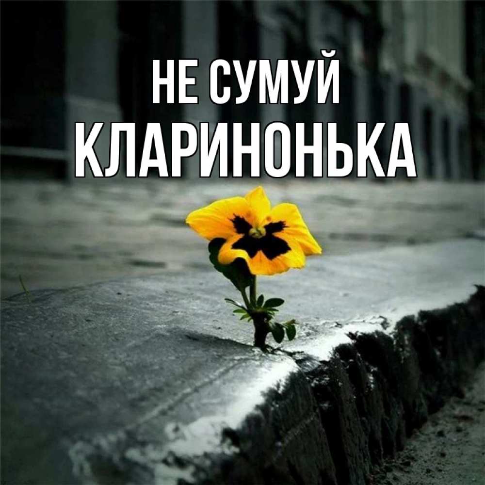 Открытка на каждый день з підписом, Кларинонька Не сумуй не сдавайся Прикольна листівка з побажанням онлайн скачати безкоштовно 