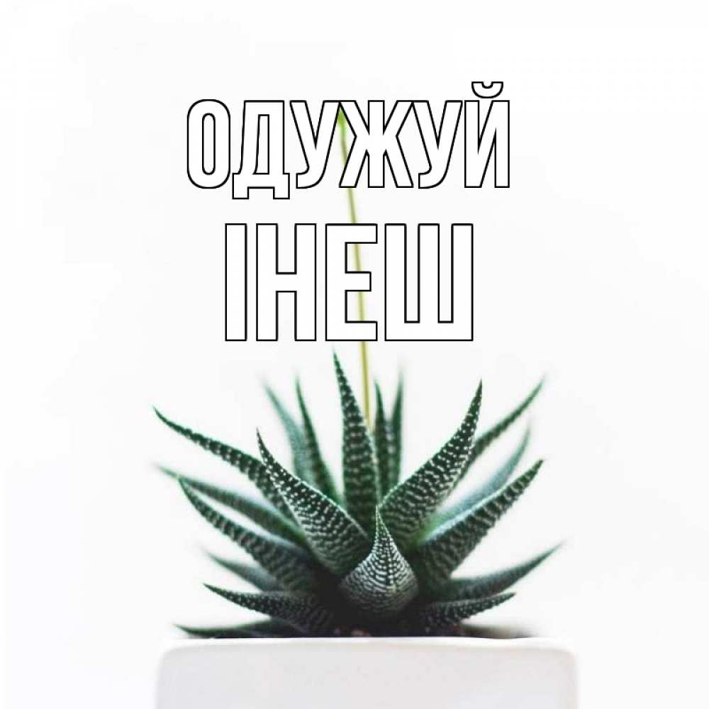Открытка на каждый день з підписом, Інеш Одужуй короче это непонятная колючка Прикольна листівка з побажанням онлайн скачати безкоштовно 