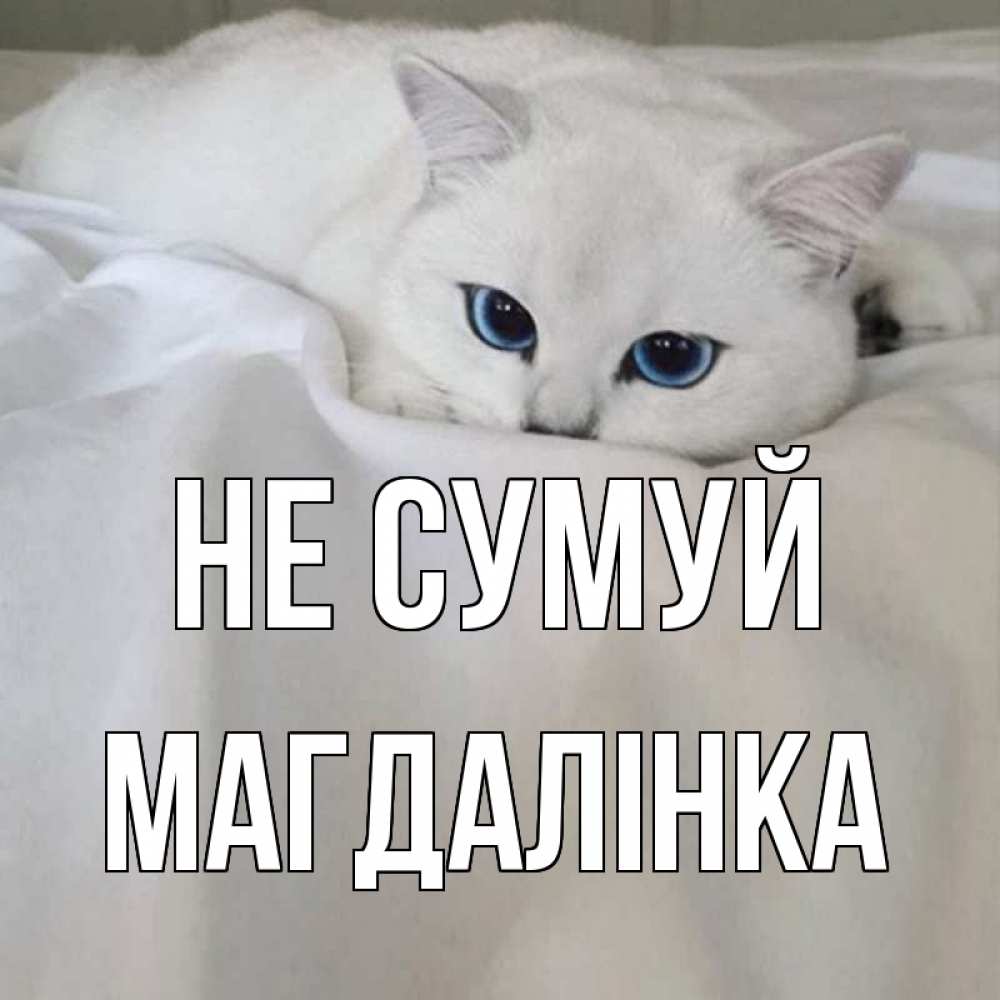 Открытка на каждый день з підписом, Магдалінка Не сумуй белый кот с голубыми глазами на белоснежной кровати Прикольна листівка з побажанням онлайн скачати безкоштовно 