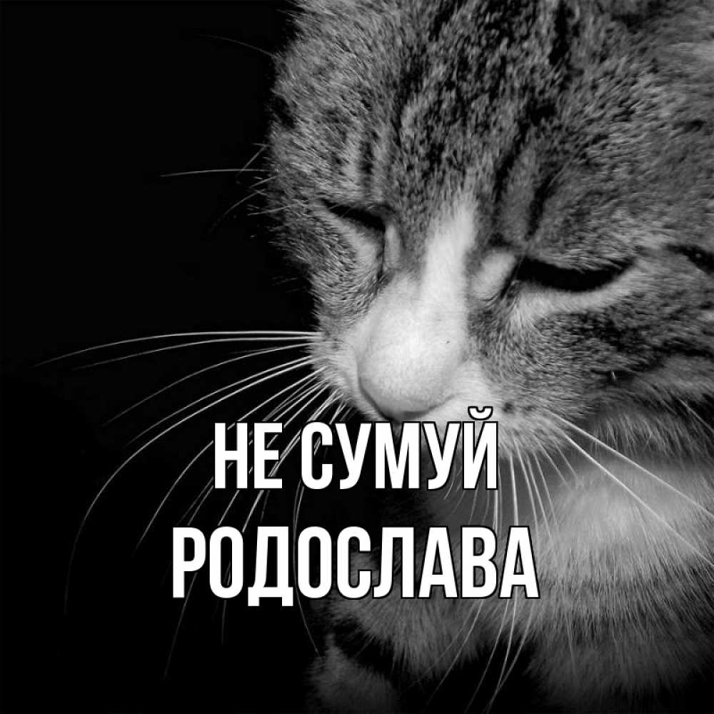 Открытка на каждый день з підписом, Родослава Не сумуй грустный котик Прикольна листівка з побажанням онлайн скачати безкоштовно 