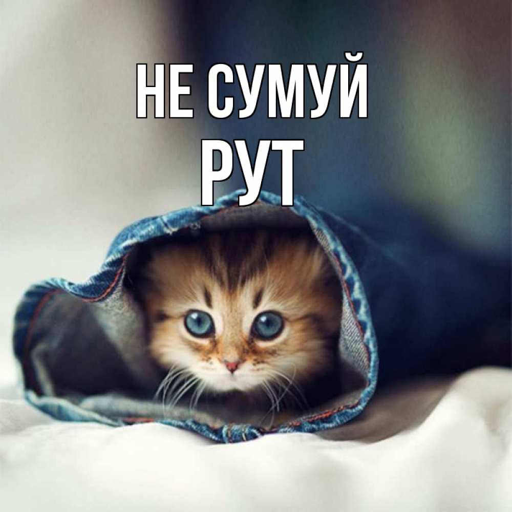 Открытка на каждый день з підписом, Рут Не сумуй кот в одежде Прикольна листівка з побажанням онлайн скачати безкоштовно 