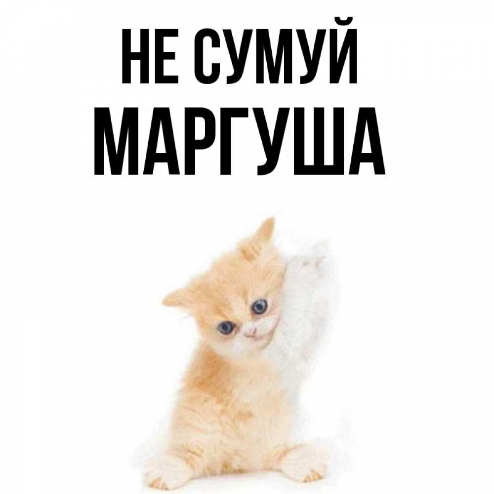 Открытка на каждый день з підписом, Маргуша Не сумуй просящий кот Прикольна листівка з побажанням онлайн скачати безкоштовно 