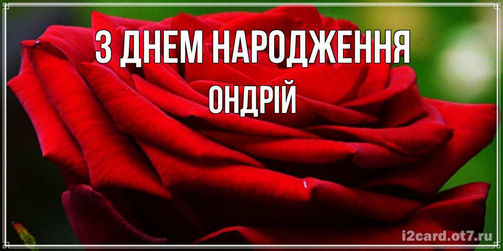 Открытка на каждый день з підписом, Ондрій З Днем народження розочка очень красивая Прикольна листівка з побажанням онлайн скачати безкоштовно 