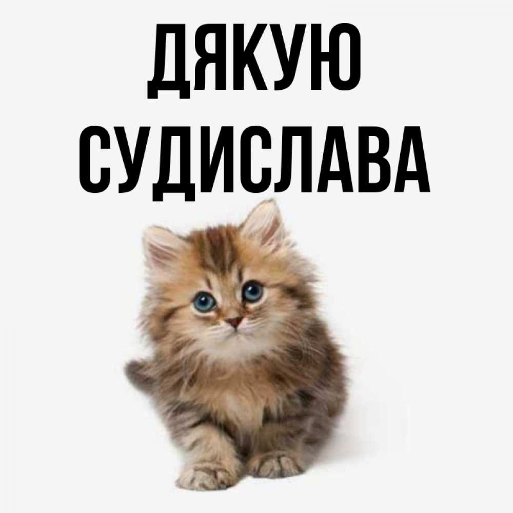 Открытка на каждый день з підписом, Судислава Дякую пушистый котик Прикольна листівка з побажанням онлайн скачати безкоштовно 