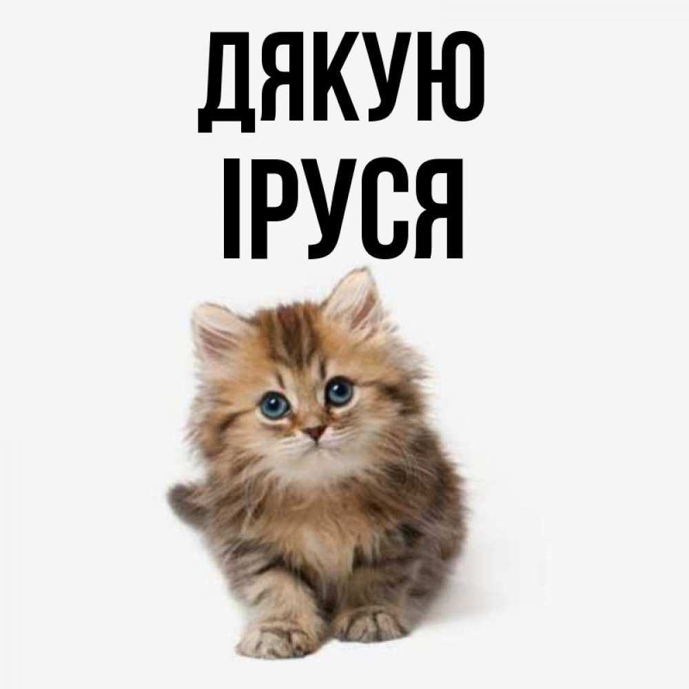 Открытка на каждый день з підписом, Іруся Дякую пушистый котик Прикольна листівка з побажанням онлайн скачати безкоштовно 