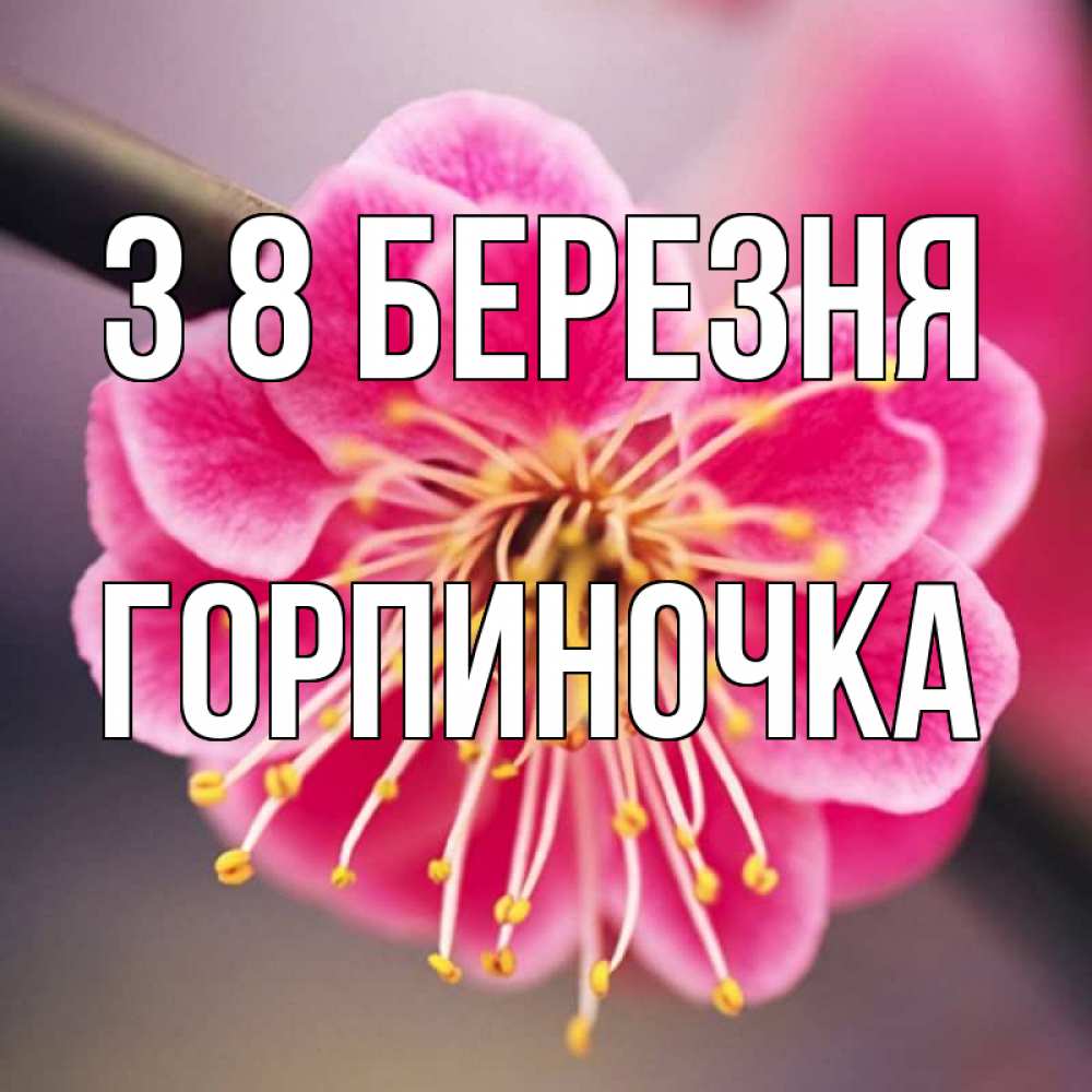 Открытка на каждый день з підписом, Горпиночка З 8 БЕРЕЗНЯ цветы Прикольна листівка з побажанням онлайн скачати безкоштовно 
