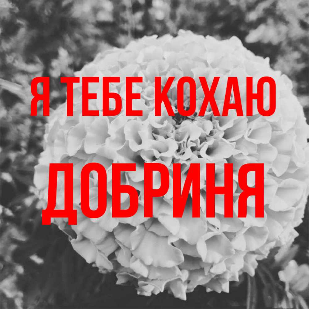 Открытка на каждый день з підписом, Добриня Я тебе кохаю подпись Прикольна листівка з побажанням онлайн скачати безкоштовно 