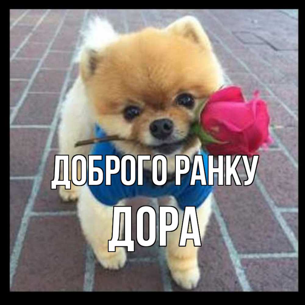 Открытка на каждый день з підписом, Дора Доброго ранку роза в зубах Прикольна листівка з побажанням онлайн скачати безкоштовно 