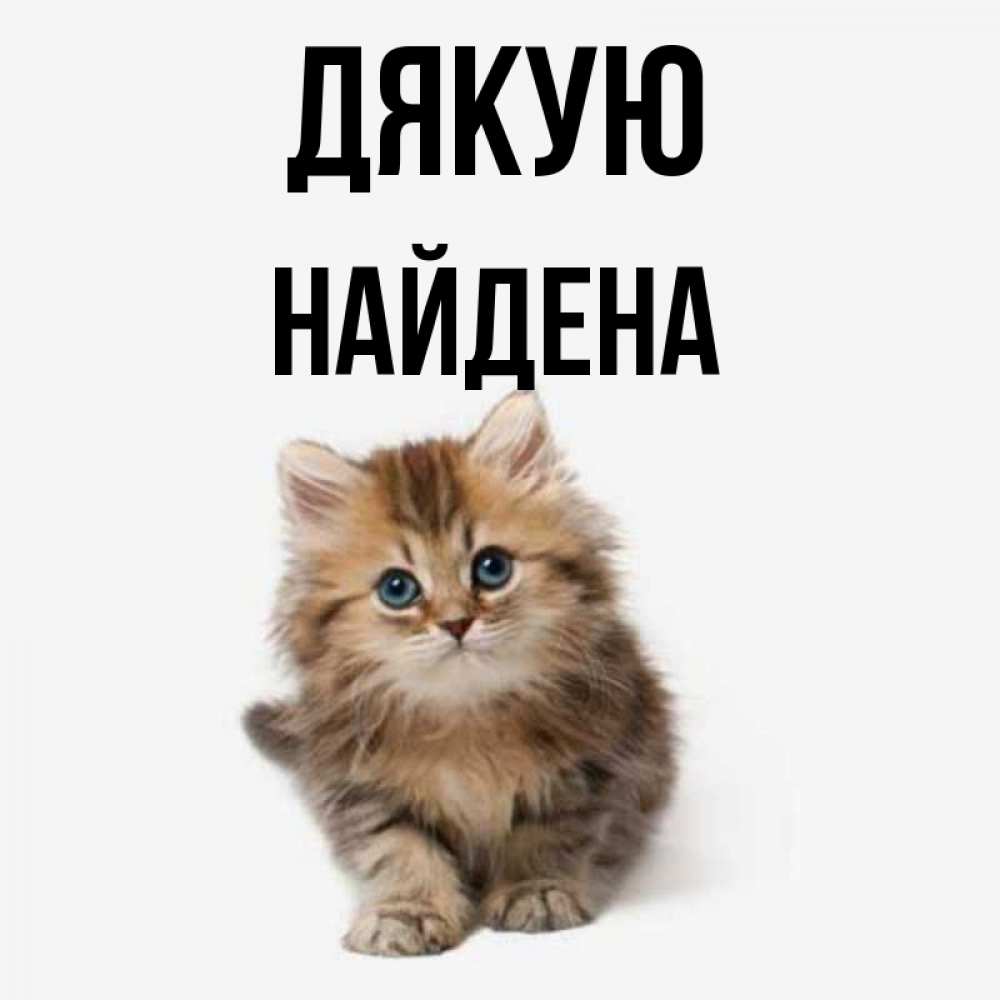 Открытка на каждый день з підписом, Найдена Дякую пушистый котик Прикольна листівка з побажанням онлайн скачати безкоштовно 