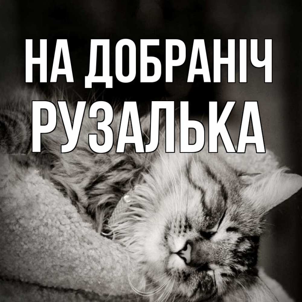 Открытка на каждый день з підписом, Рузалька На добраніч котярик пушистый Прикольна листівка з побажанням онлайн скачати безкоштовно 