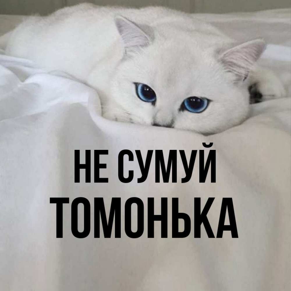 Открытка на каждый день з підписом, Томонька Не сумуй Голубоглазая кошка Прикольна листівка з побажанням онлайн скачати безкоштовно 