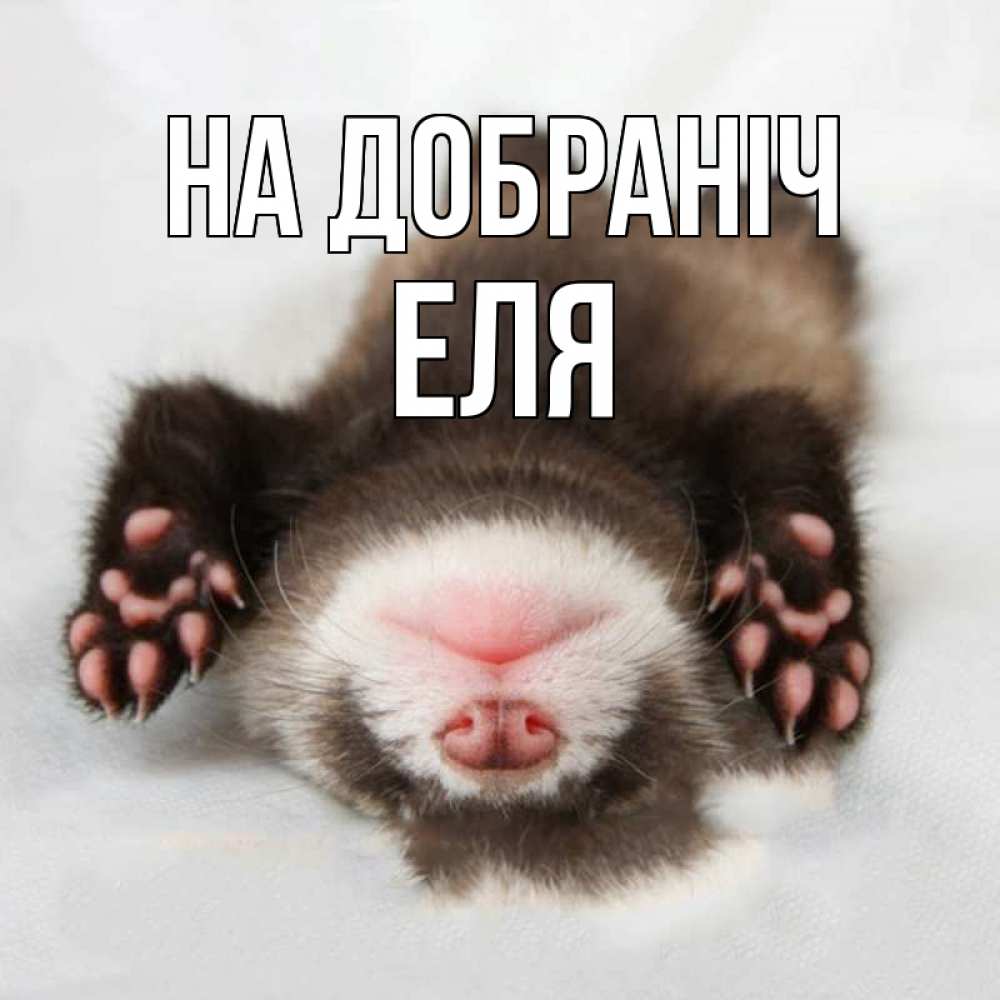 Открытка на каждый день з підписом, Еля На добраніч зверек Прикольна листівка з побажанням онлайн скачати безкоштовно 
