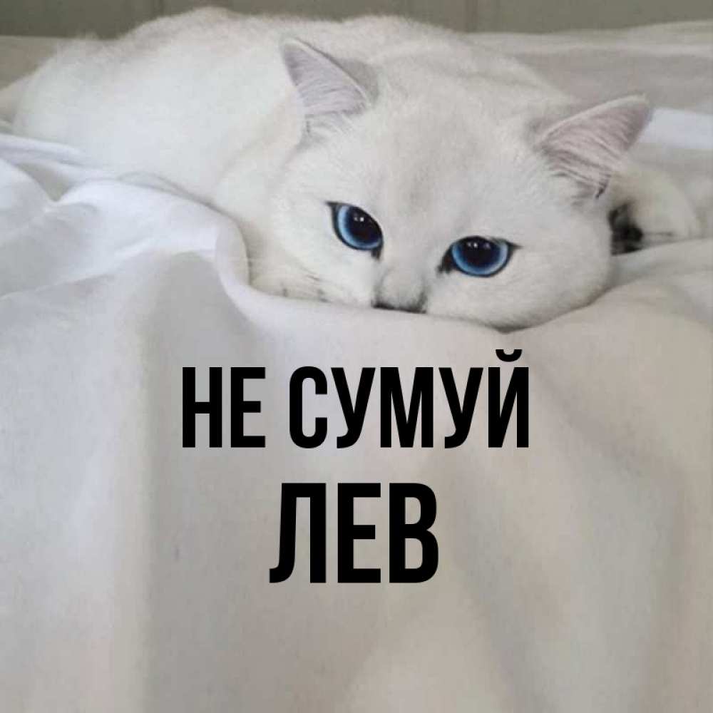 Открытка на каждый день з підписом, Лев Не сумуй Голубоглазая кошка Прикольна листівка з побажанням онлайн скачати безкоштовно 