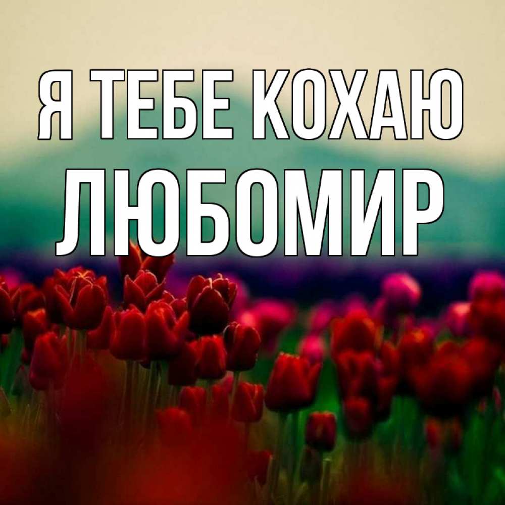 Открытка на каждый день з підписом, Любомир Я тебе кохаю тюльпаны 4 Прикольна листівка з побажанням онлайн скачати безкоштовно 