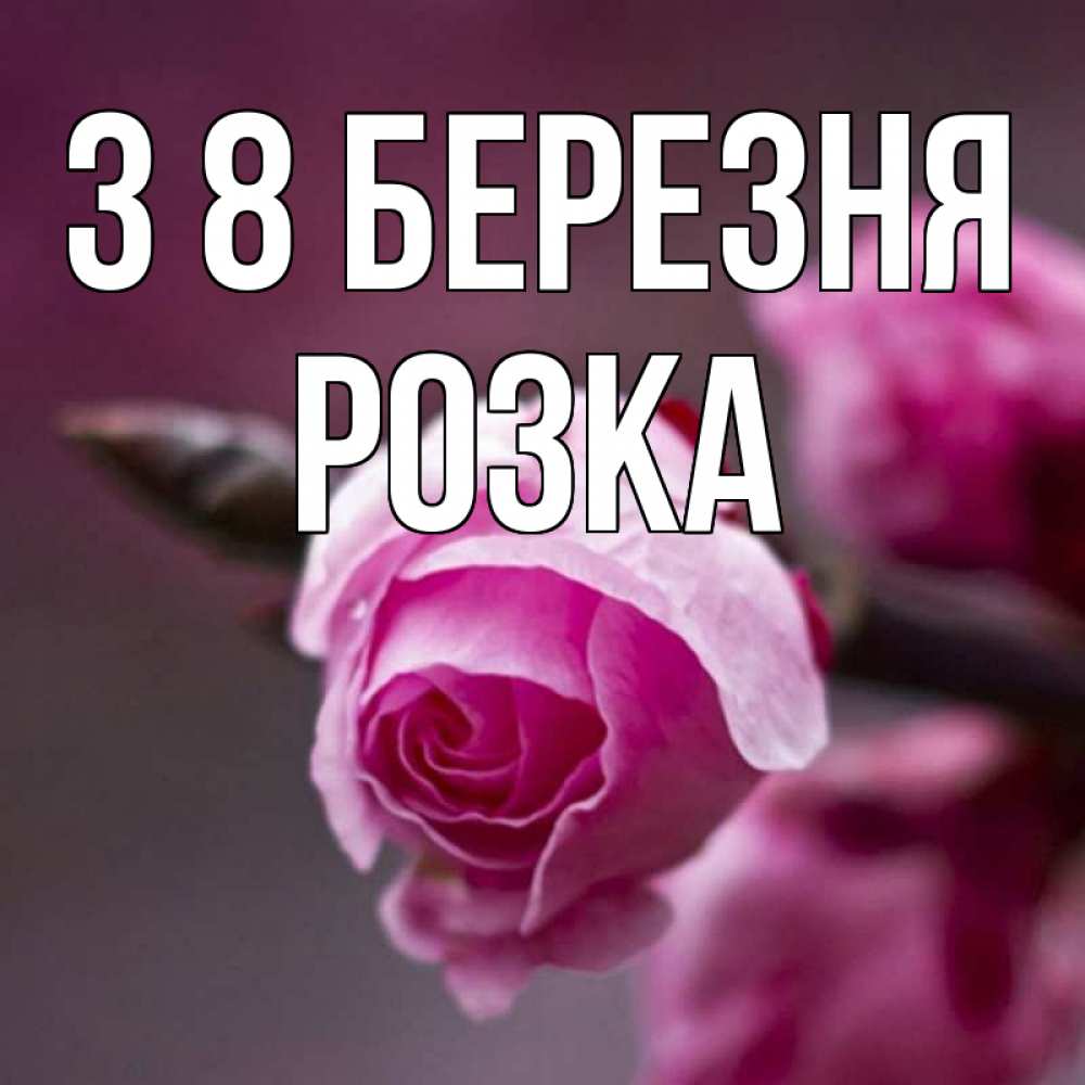 Открытка на каждый день з підписом, Розка З 8 БЕРЕЗНЯ весна Прикольна листівка з побажанням онлайн скачати безкоштовно 
