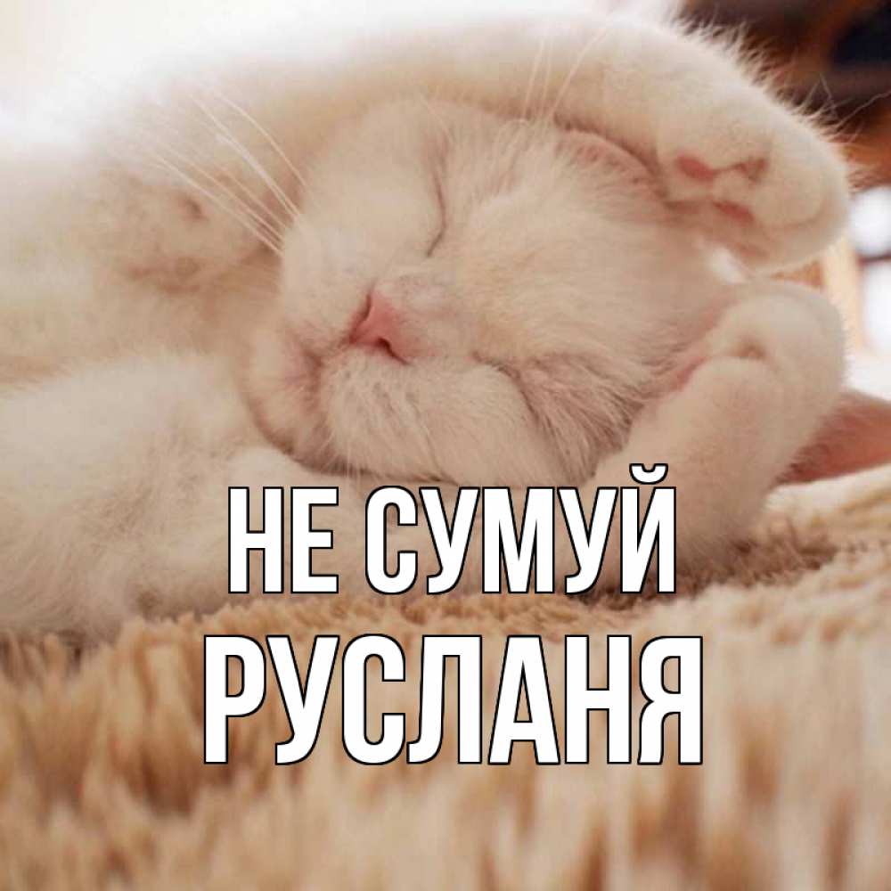 Открытка на каждый день з підписом, Русланя Не сумуй белый кот Прикольна листівка з побажанням онлайн скачати безкоштовно 