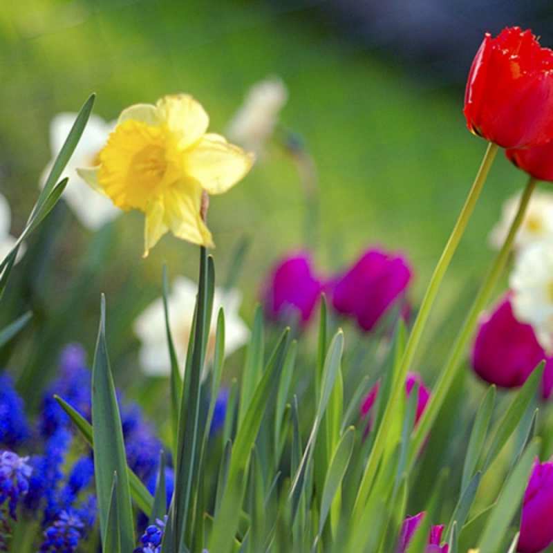 Открытка полевые цветы 3 праздник весны наурыз 3 С наурызом 