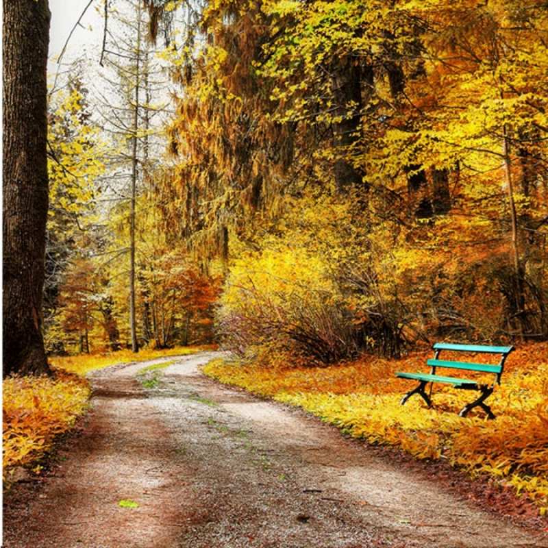 Открытка осенний лес  зеленая лавочка  Не сумуй 