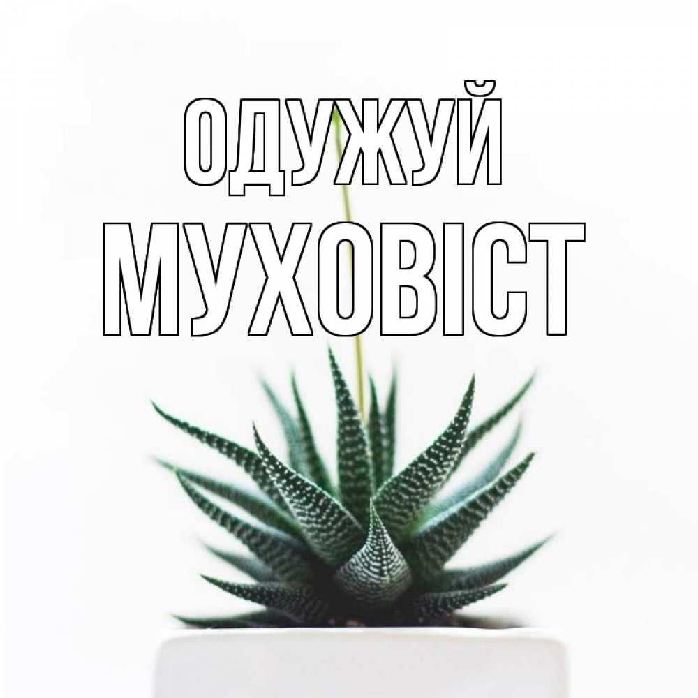 Открытка на каждый день з підписом, Муховіст Одужуй короче это непонятная колючка Прикольна листівка з побажанням онлайн скачати безкоштовно 